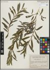 Foto von Salix purpurea L.